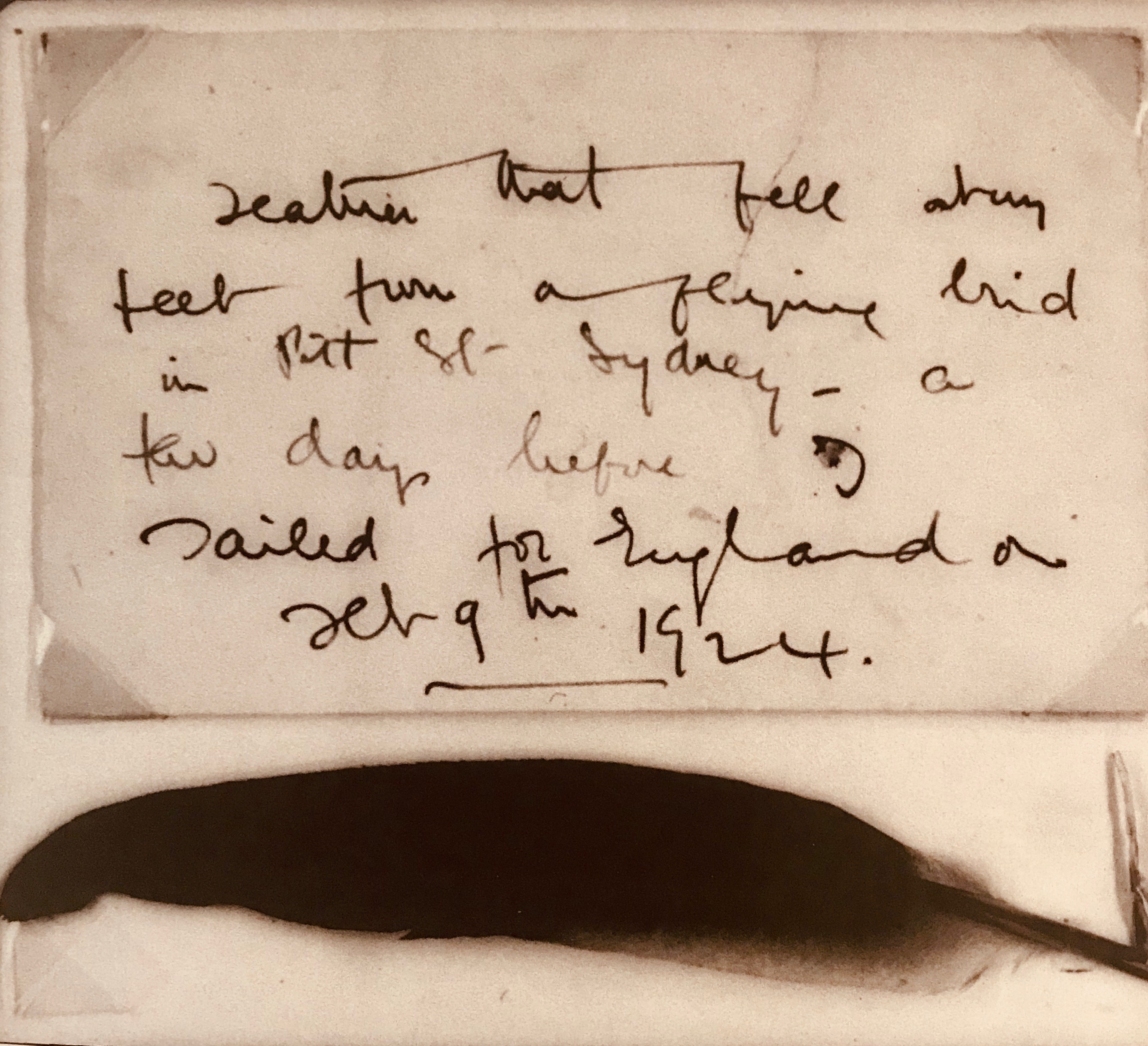 Picture of the feather