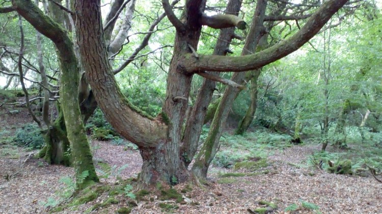 Tree near the Fairy House